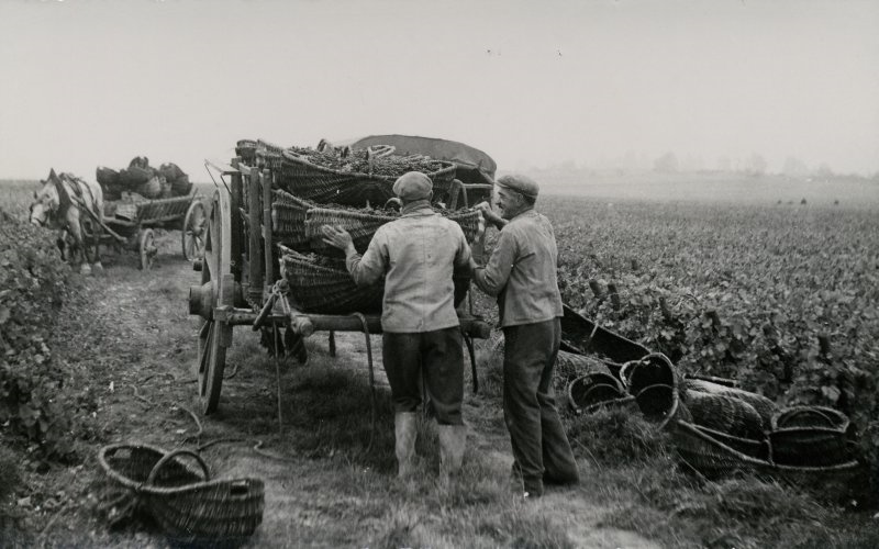 1403 En BOURGOGNE / les vendanges