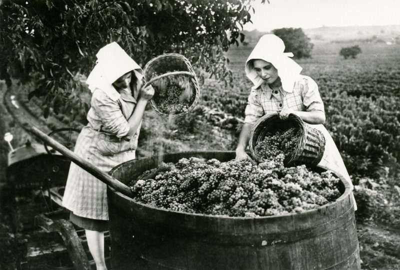 [1]478 En BOURGOGNE / Retour de vendanges