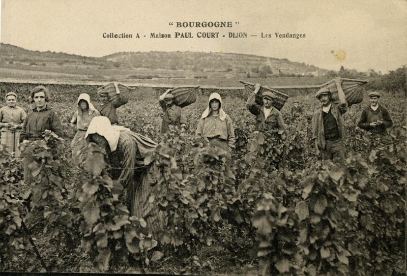 Bourgogne - Coll. A Maison Paul Court Dijon - Les Vendanges