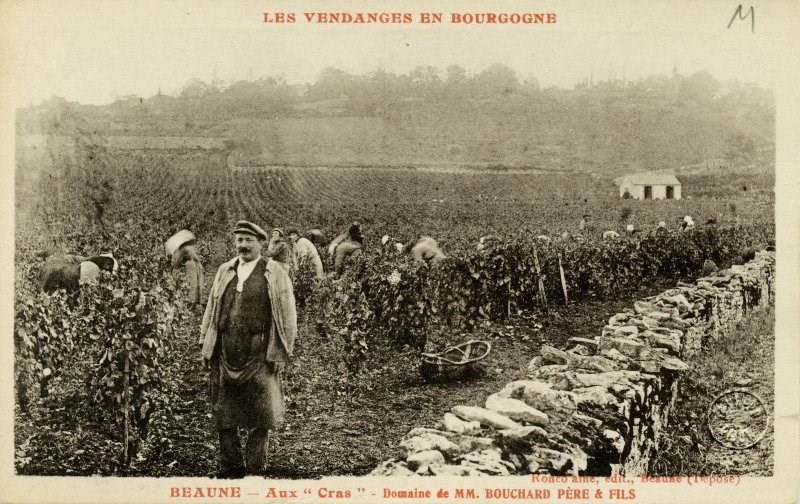 BEAUNE - Aux "Cras"