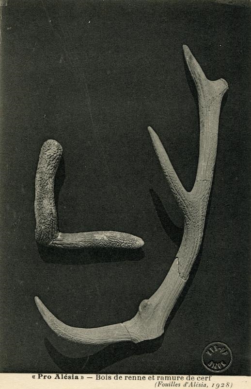 Bois de renne et ramure de cerf