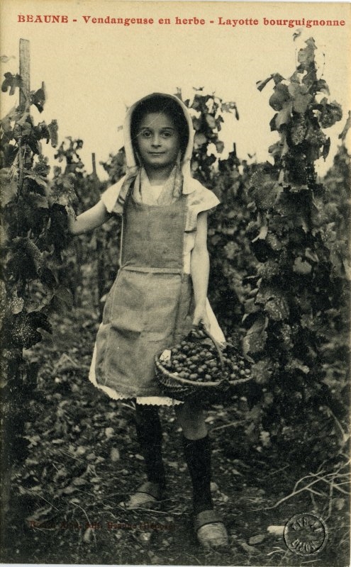 Beaune - Vendangeuse en herbe - Layotte bourguignonne