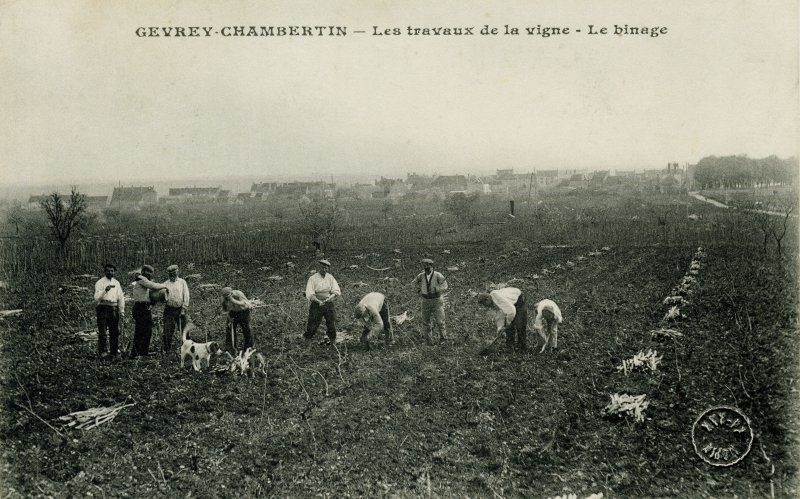 Gevrey-Chambertin - Les travaux de la vigne - Le binage