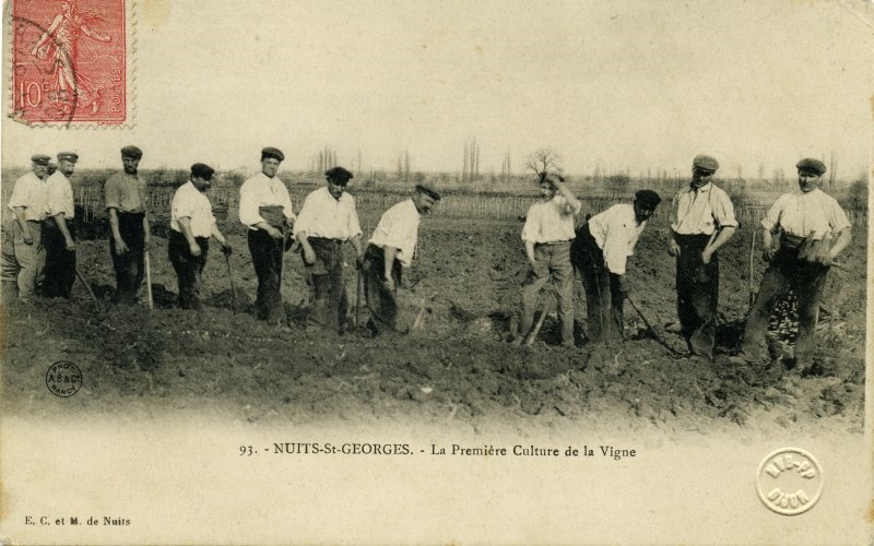 93. - NUITS-St-GEORGES - La Première Culture de la Vigne
