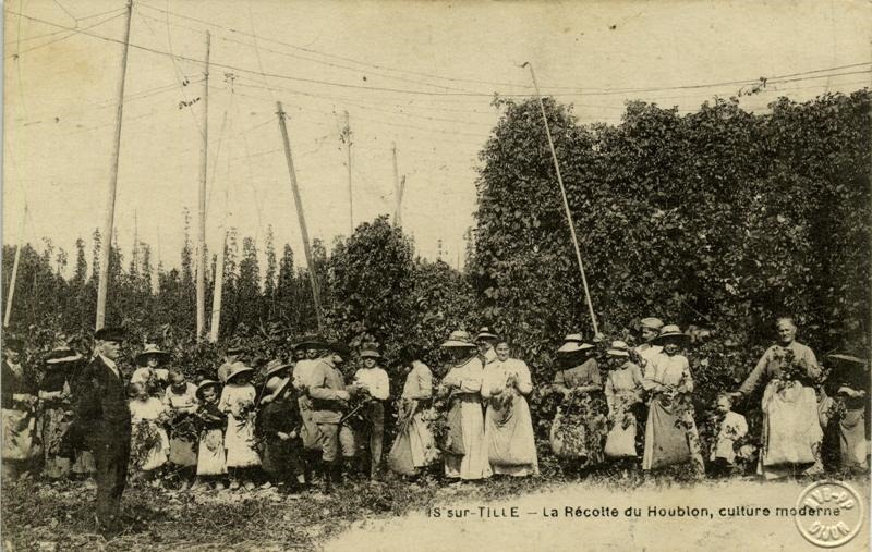 Is-sur-TILLE - La Récolte du Houblon, culture moderne