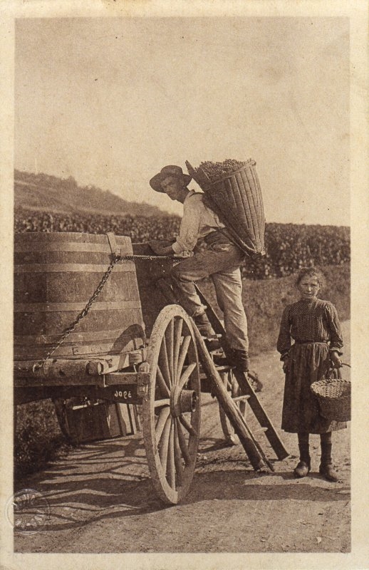 Les VENDANGES en BOURGOGNE - Un porteur