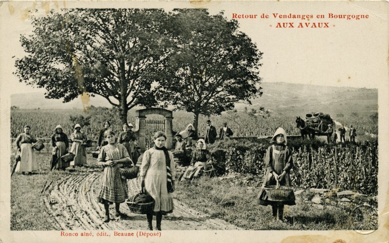Retour de vendanges en Bourgogne / "AUX AVAUX"