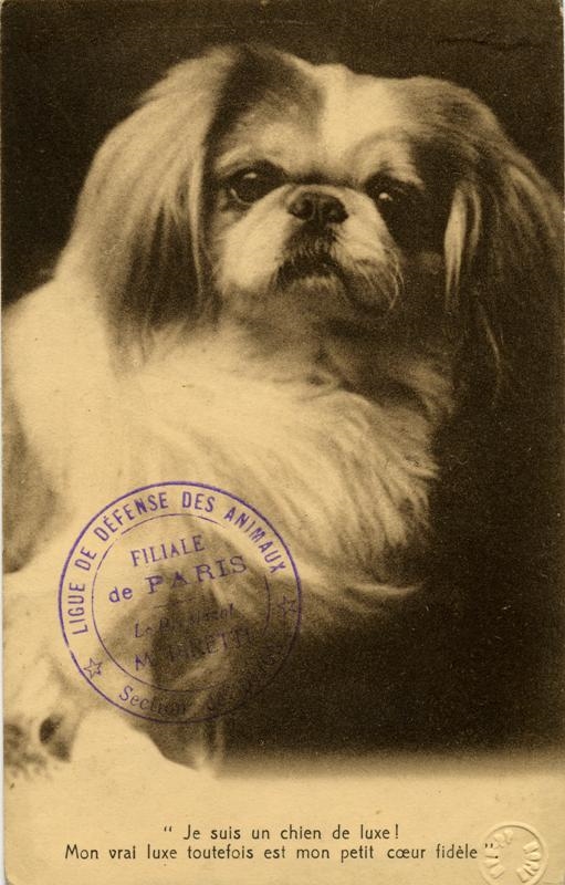 LIGUE DE DEFENSE DES ANIMAUX / *Section de DIJON*