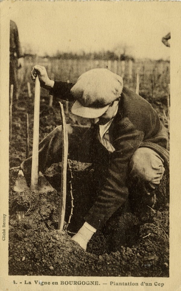 4 - La Vigne en BOURGOGNE