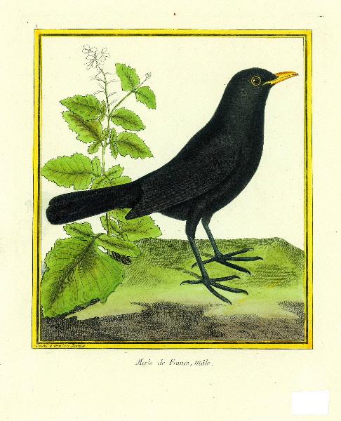 Merle de France, mâle