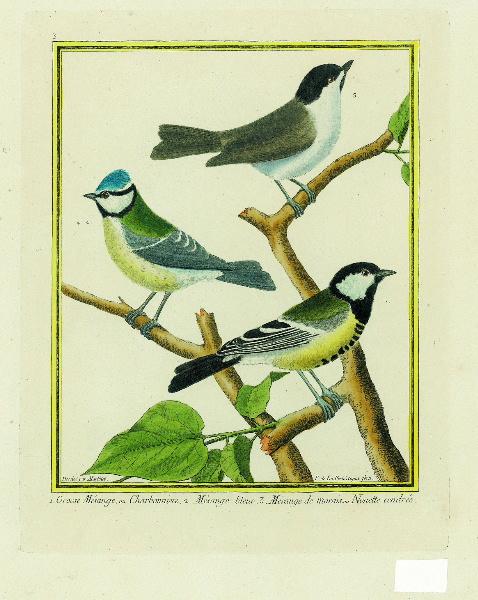 1. Grosse mésange ou charbonnier 2. Mésange