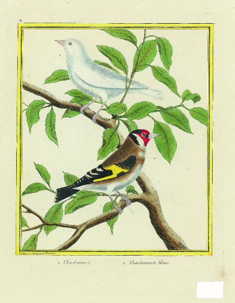 1. Chardonneret 2. Chardonneret blanc