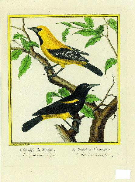 1. Carouge du Mexique 2. Carouge de St. Domingue