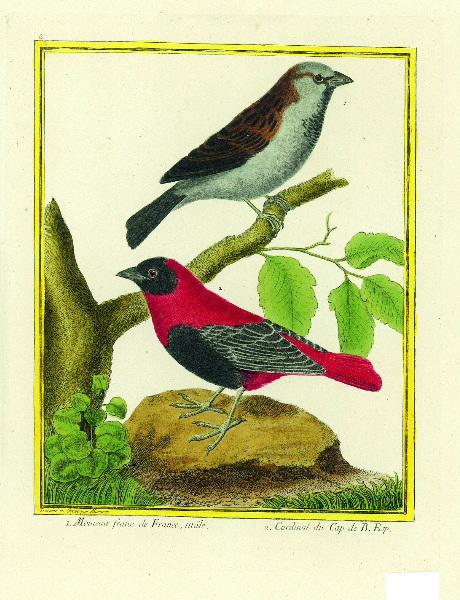 1. Moineau franc de France, mâle 2. Cardinal