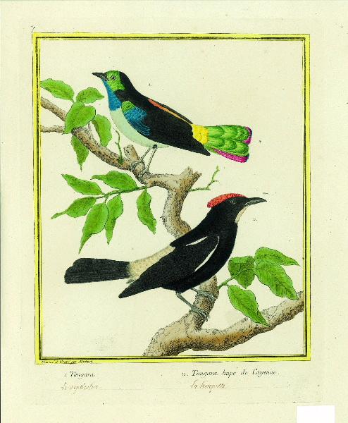 1. Tangara 2. Tangara huppé de Cayenne / inscription manuscrite : le septicolor la houppette