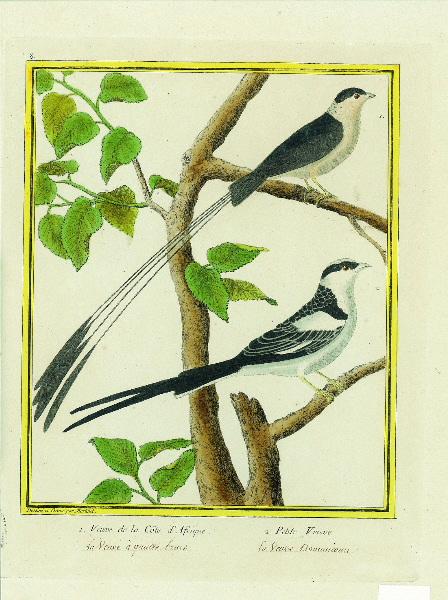 Veuve de la Côte d'Afrique 2. Petite Veuve / inscription manuscrite La Veuve à quatre brins la Veuve Dominicaine