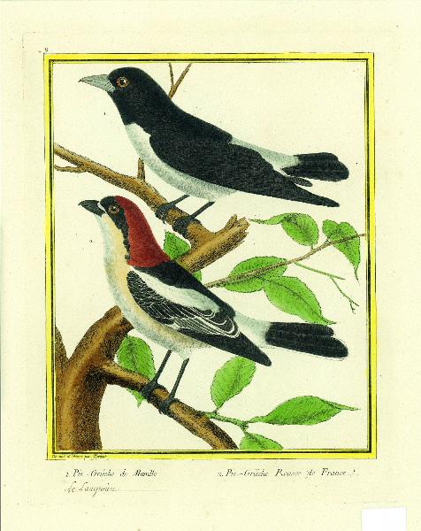 1. Pie grièche de Manille 2. Pie -Grièche Rousse de France / inscription manuscrite : le Langraien (sous 1)
