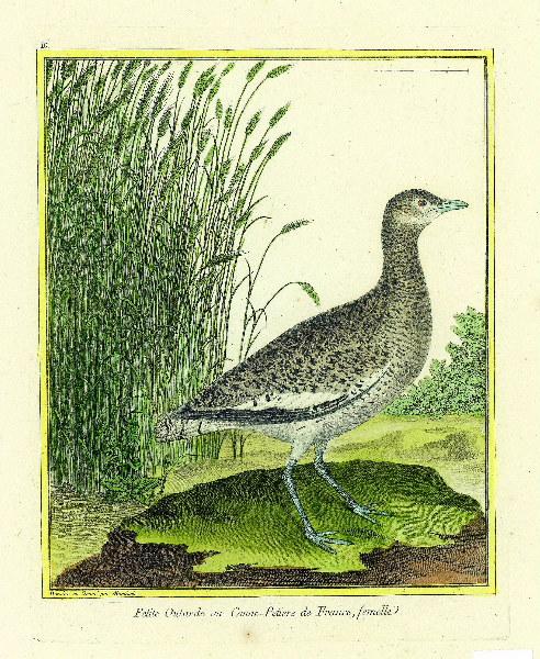 Petite outarde ou Canne-petiere de France, femelle