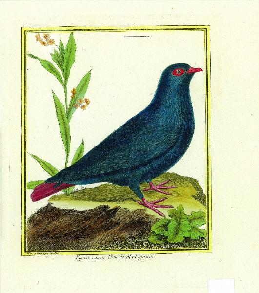 Pigeon ramier bleu de Madagascar