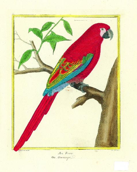 Ara rouge / inscription manuscrite : Ara Aracanga