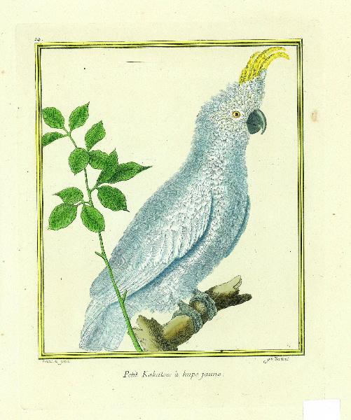 Petit kakatoès à huppe jaune