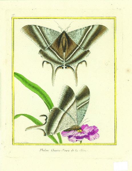 Phalène chauve-souris de la Chine