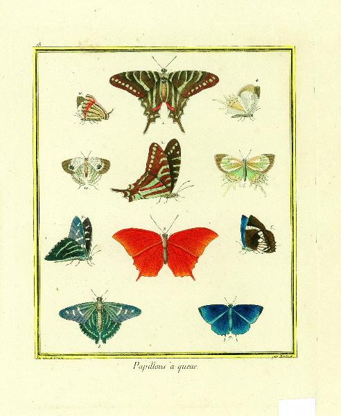 Papillons à queue