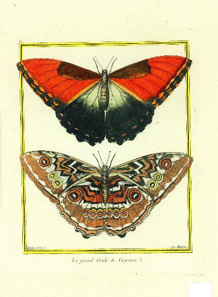 Le grand oculé de Cayenne