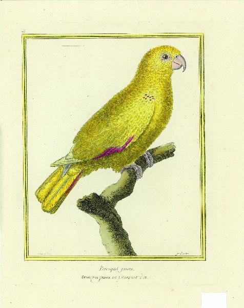 Perroquet jaune / inscription manuscrite amazone jaune ou perroquet d'or