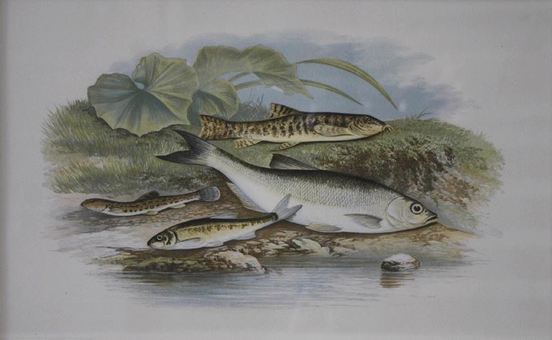 Loches, goujon, ablette