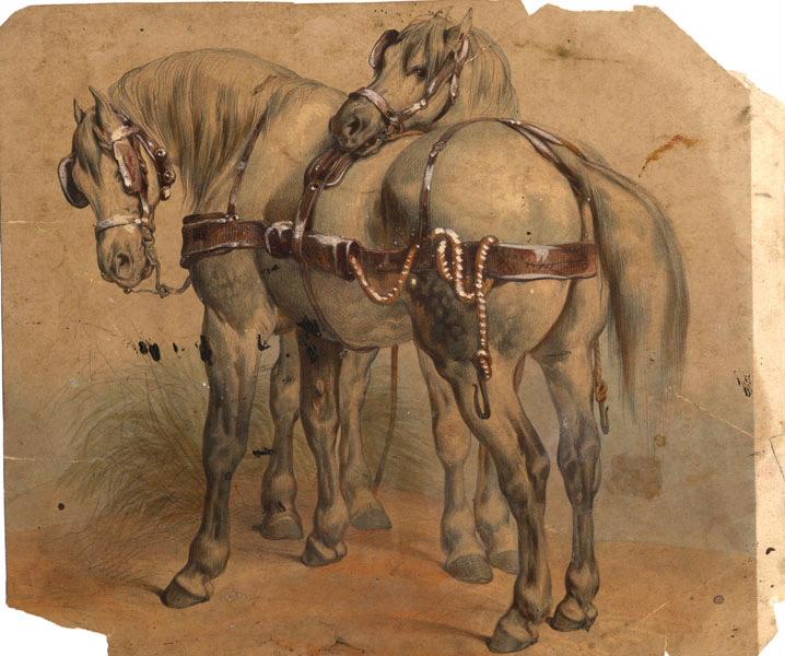 Chevaux de trait