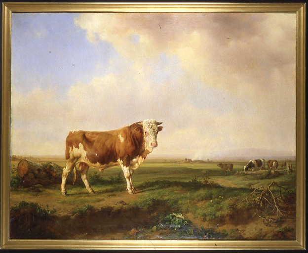 Taureau dans un paysage