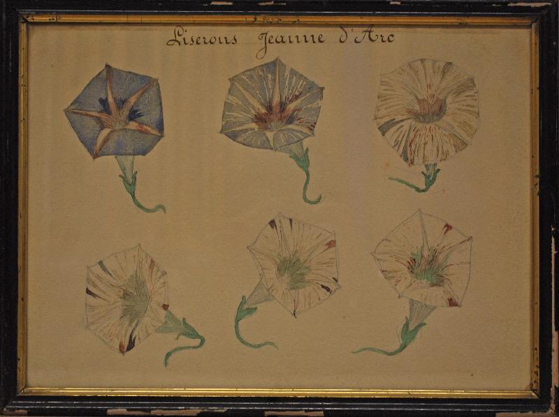 Six fleurs de liseron bleues et rouges