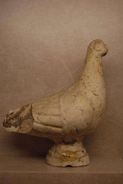 Pigeon