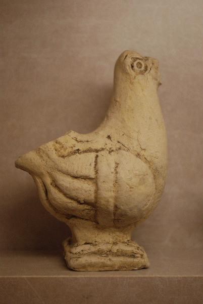 Pigeon