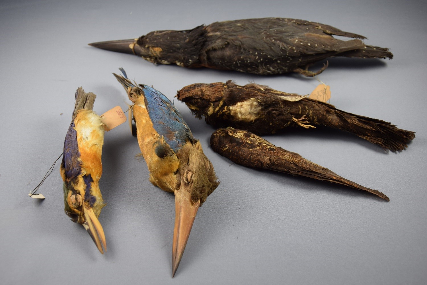 Trophée de 6 oiseaux