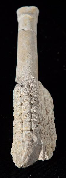 Fragment d'une jambe du soldat endormi