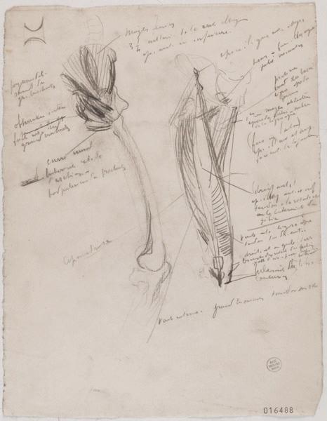 Etudes d'anatomie du bassin et de la cuisse