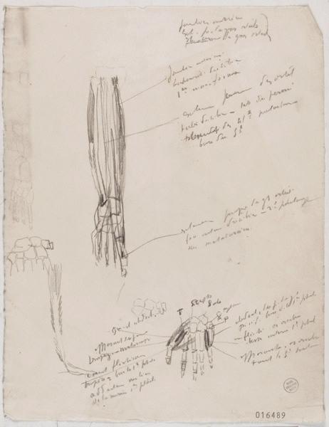 Etudes d'anatomie de la jambe et des orteils