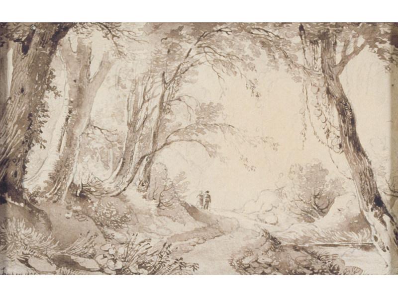 Paysage de sous-bois