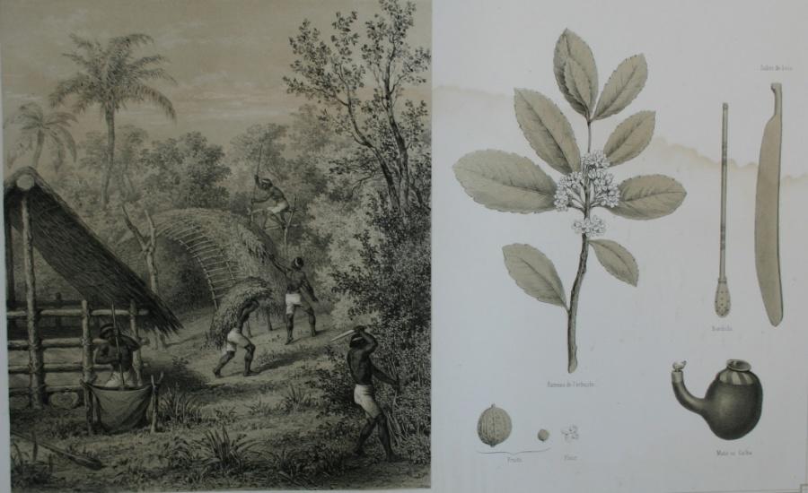 Le paraguay et les missions. Récolte du maté sur les bords de Parana. Maté, Ilex Paraguariensis, St Hil (planche de l'Atlas du Paraguay de 1863. 4ème livraison).