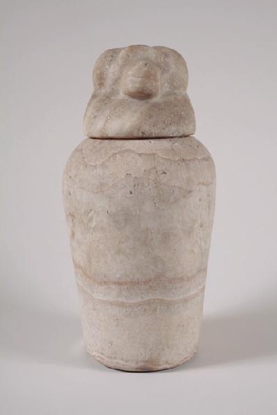 Canope à tête de singe