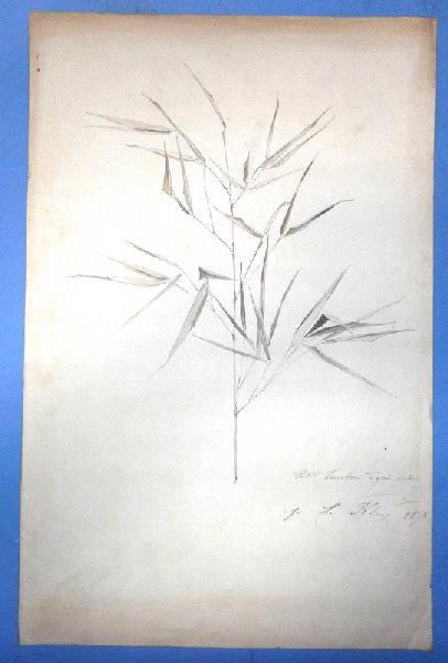 Petit bambou d'après nature