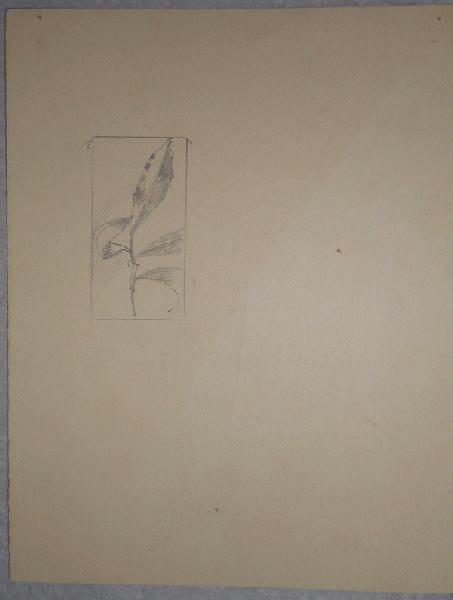 Branche avec 4 feuilles