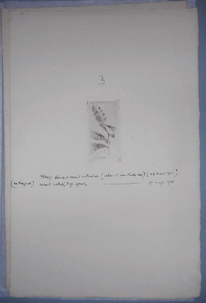 Branche avec 4 feuilles