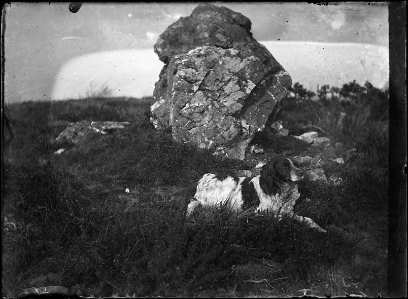 Chien au repos