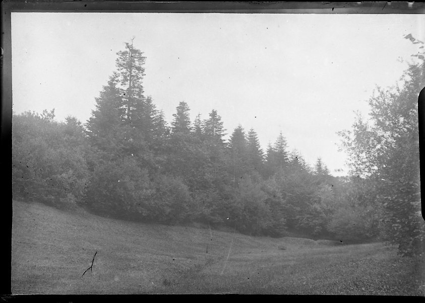 Chemin bordé de sapins