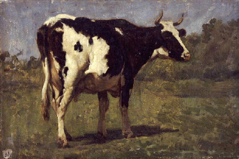 Vache blanche et noire