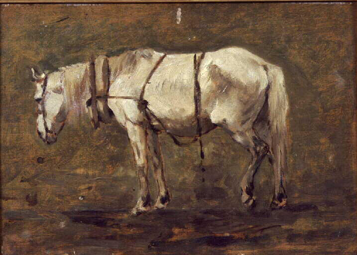 Etude de cheval blanc