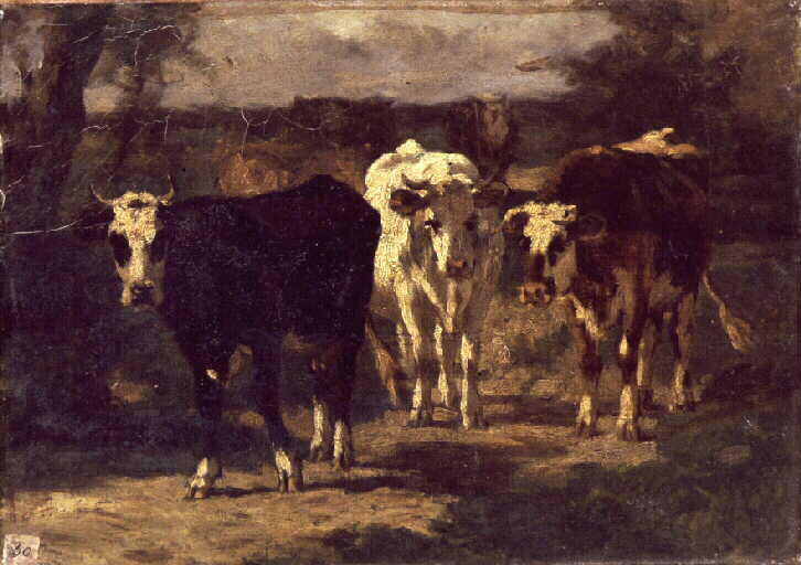 Trois vaches